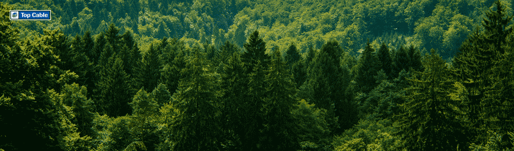 bosque sostenible
